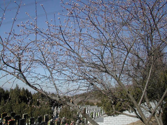 春季墓区